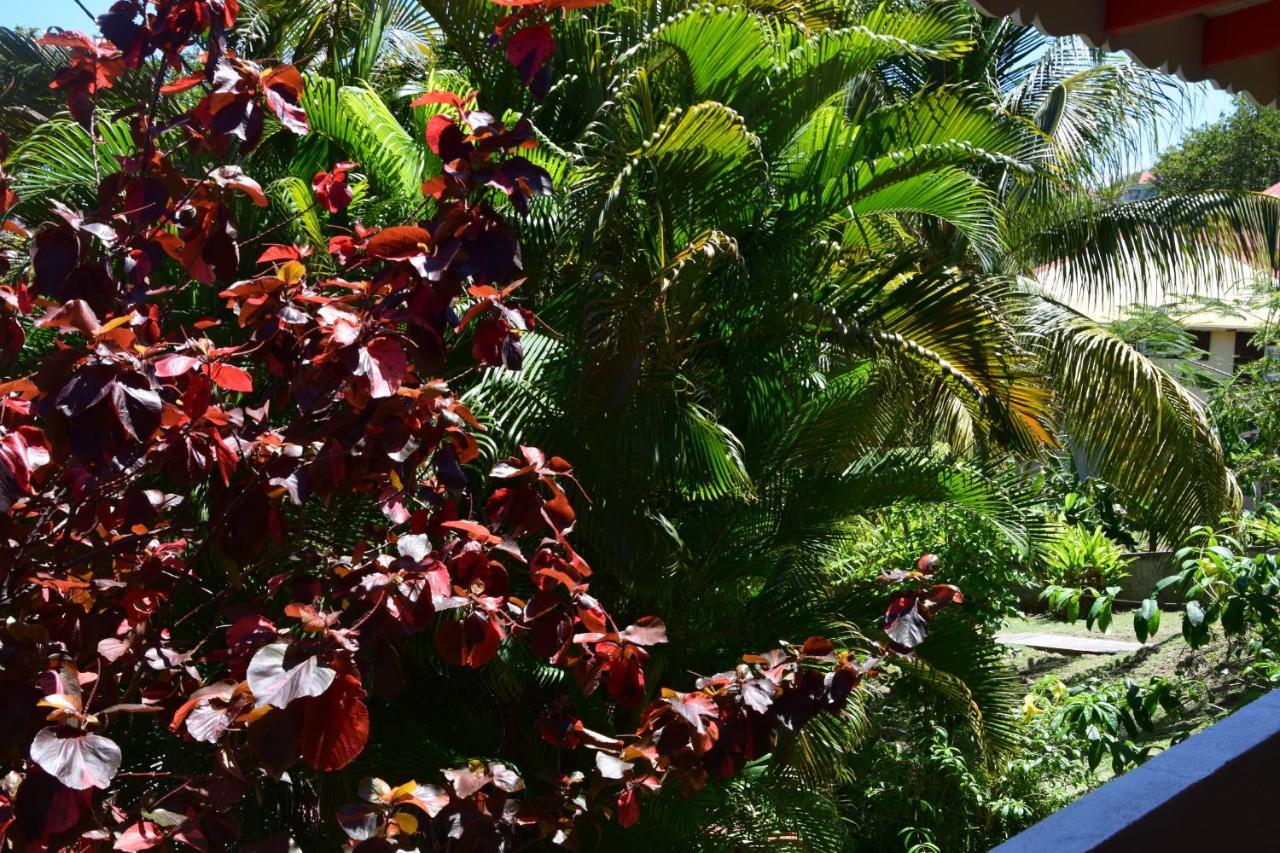 Jardin Sur Mer Terre-De-Haut Exterior foto